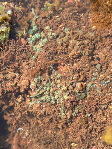Caulerpa racemosa observed 2026-06-03