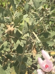 Malacothamnus fasciculatus nuttallii