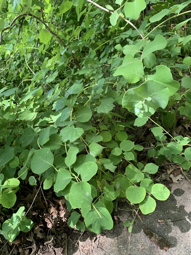 Lonicera reticulata