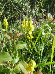 Polygala flavescens