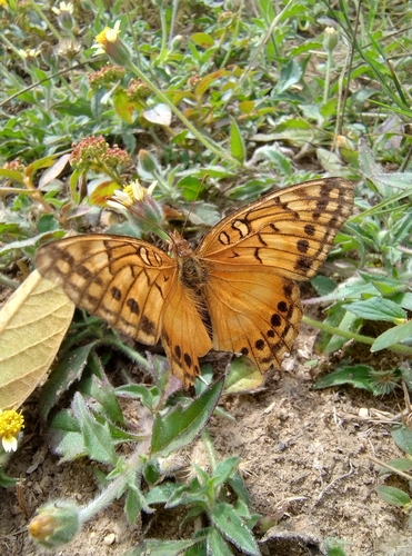 Mexican Fritillary