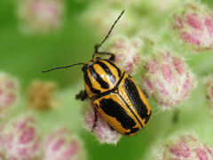 Cryptocephalus castaneus