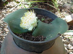Haemanthus deformis