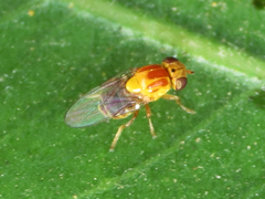Thaumatomyia rubida