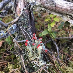 Cladonia coccifera