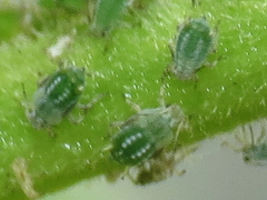 Aphis farinosa