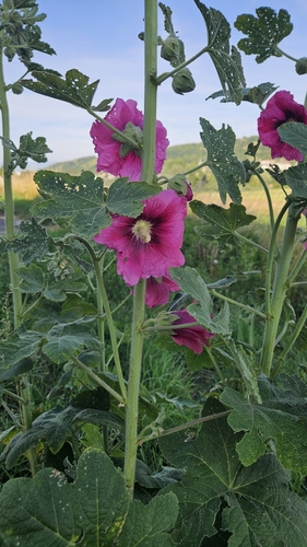 Hollyhock