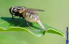 Muscidae