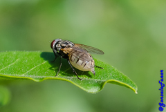 Muscidae
