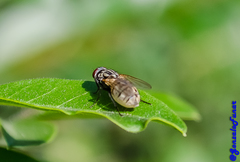Muscidae