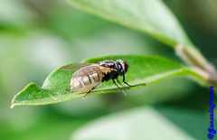 Muscidae