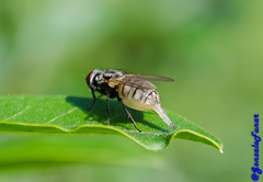 Muscidae