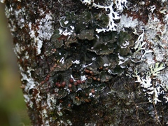 Erioderma pedicellatum