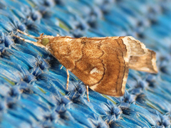 Scybalistodes periculosalis