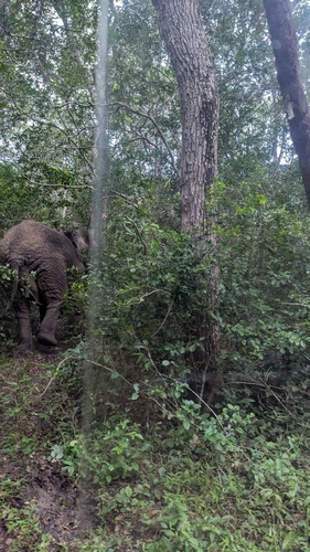 Ndovu