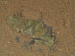 Cycloachelous granulatus