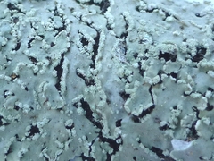 Heterodermia albicans