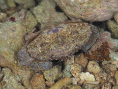 Leptodius sanguineus