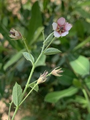 Hermannia boraginiflora