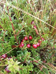 Gaultheria poeppigii, photograph (c) Hector Montero, some rights reserved (CC BY)