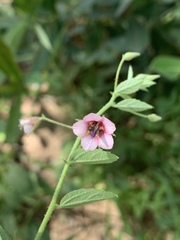 Hermannia boraginiflora