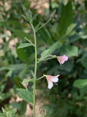 Hermannia boraginiflora