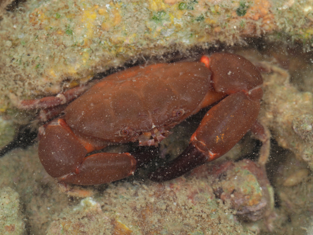 Lachnopodus bidentatus