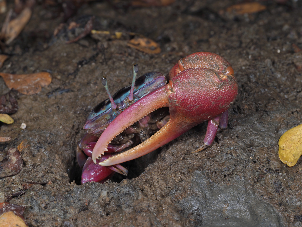 Typhoon Fiddler Crab