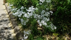 Phlox divaricata albiflora