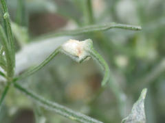 Aceria paracalifornica