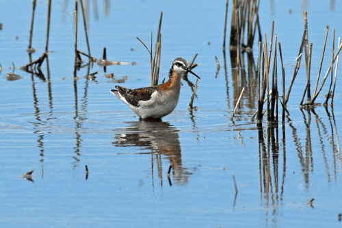 Wilson's Phalarope