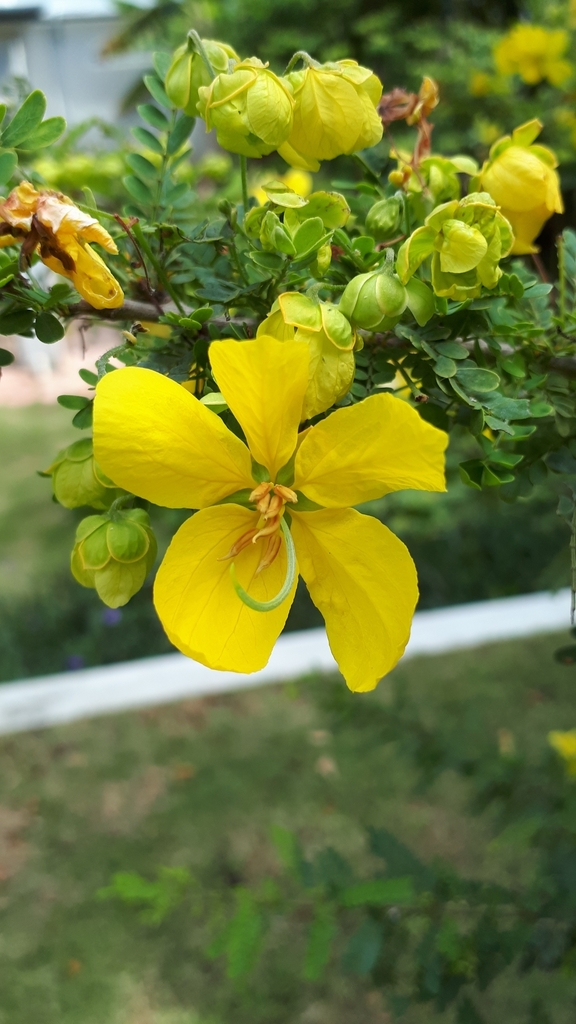 desert senna