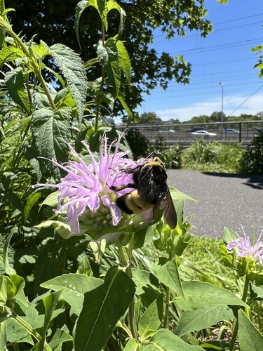 Black-and-gold Bumble Bee