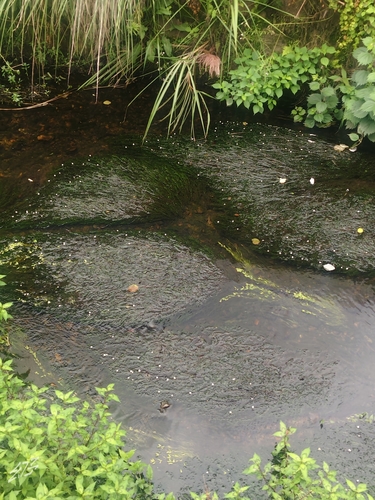 Brazilian elodea