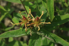 Hypericum ascyron gebleri
