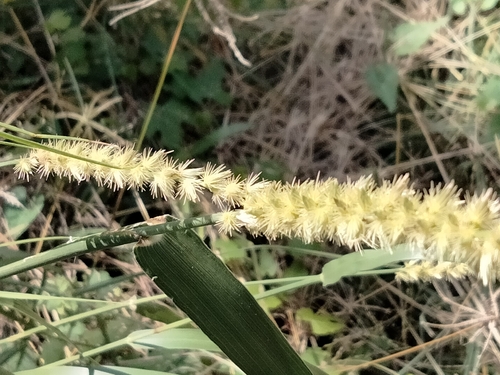 Cenchrus myosuroides observed 2026-06-16