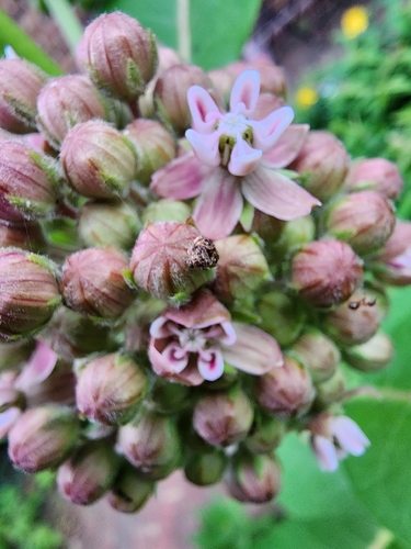 Redbud Seed Weevil