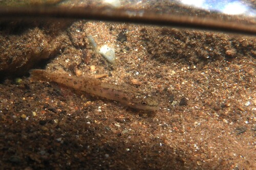 Geislers bermpje (Schistura geisleri) — Nemacheilidae — 2