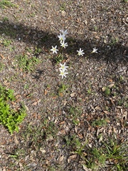 Zephyranthes atamasco