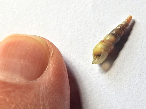 Miniature Awlsnail