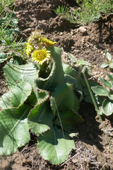 Berkheya rhapontica