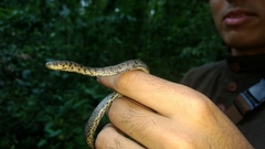 Geophis tarascae