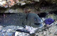 Gymnothorax mordax