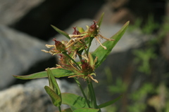 Hypericum ascyron gebleri