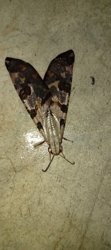 Gloomy Antlion