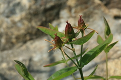 Hypericum ascyron gebleri