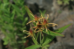 Hypericum ascyron gebleri