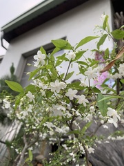 Wrightia religiosa