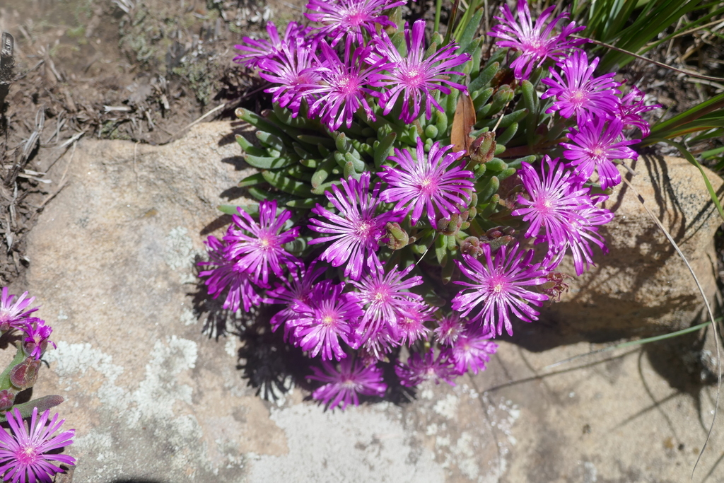 Delosperma pilosulum