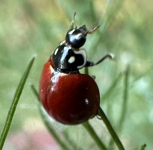 Spotless Lady Beetle